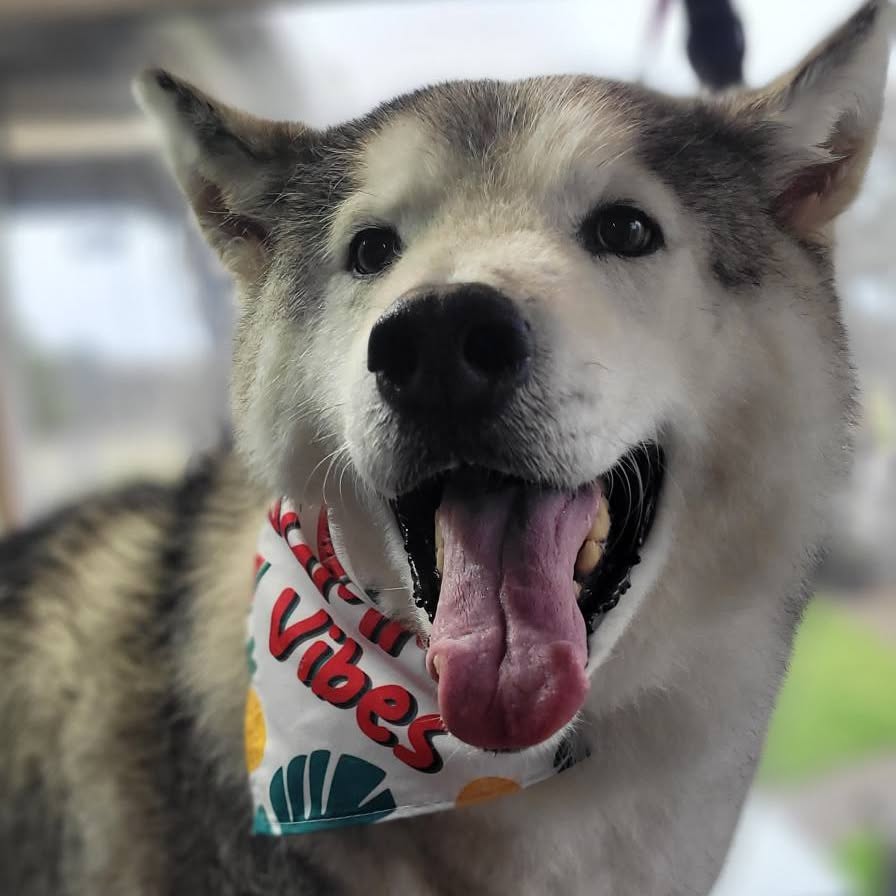A very happy husky after a groom, tongue out, wearing a bandana