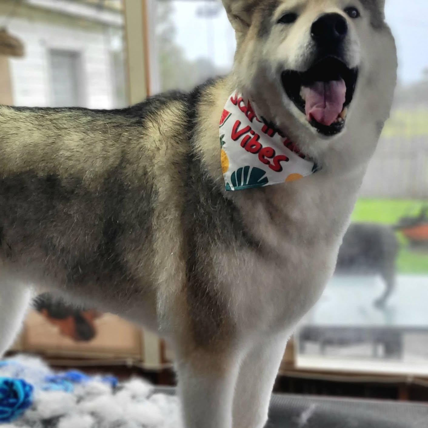 A freshly groomed husky in a bandana on the grooming table