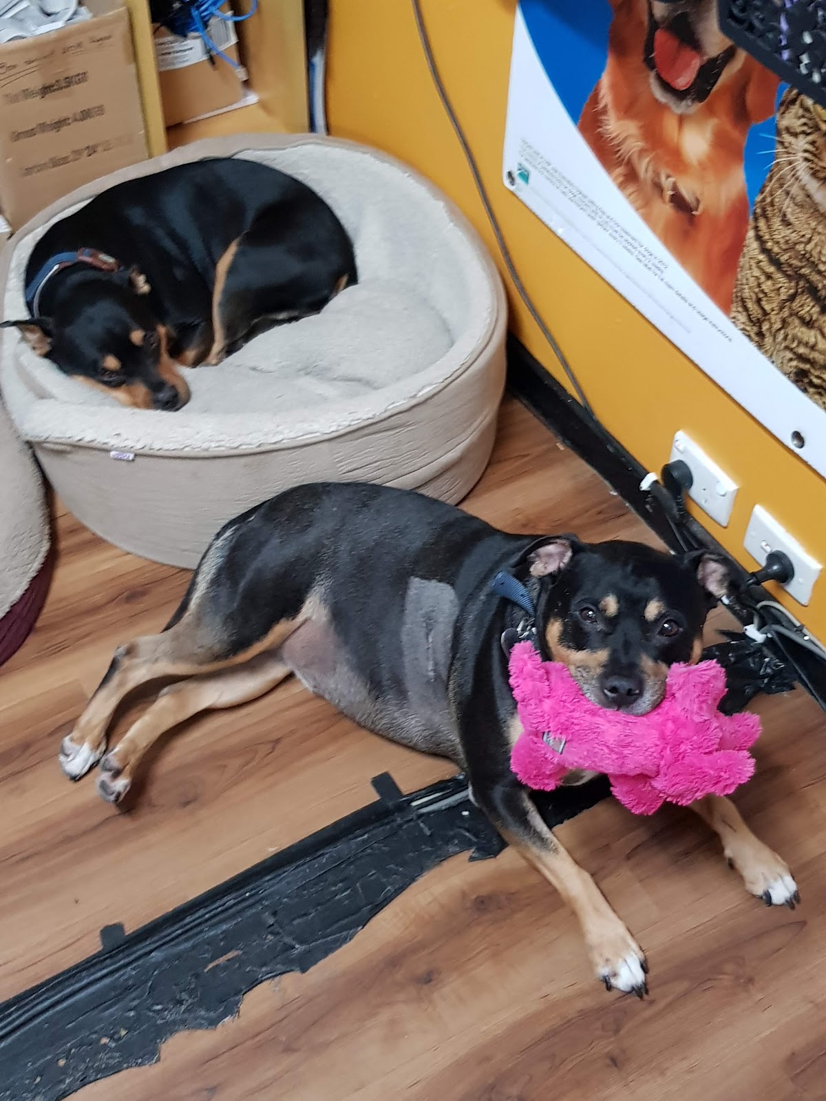 Two kelpie-cross dogs relaxing on the floor at The Doggie Den, one with a pink toy