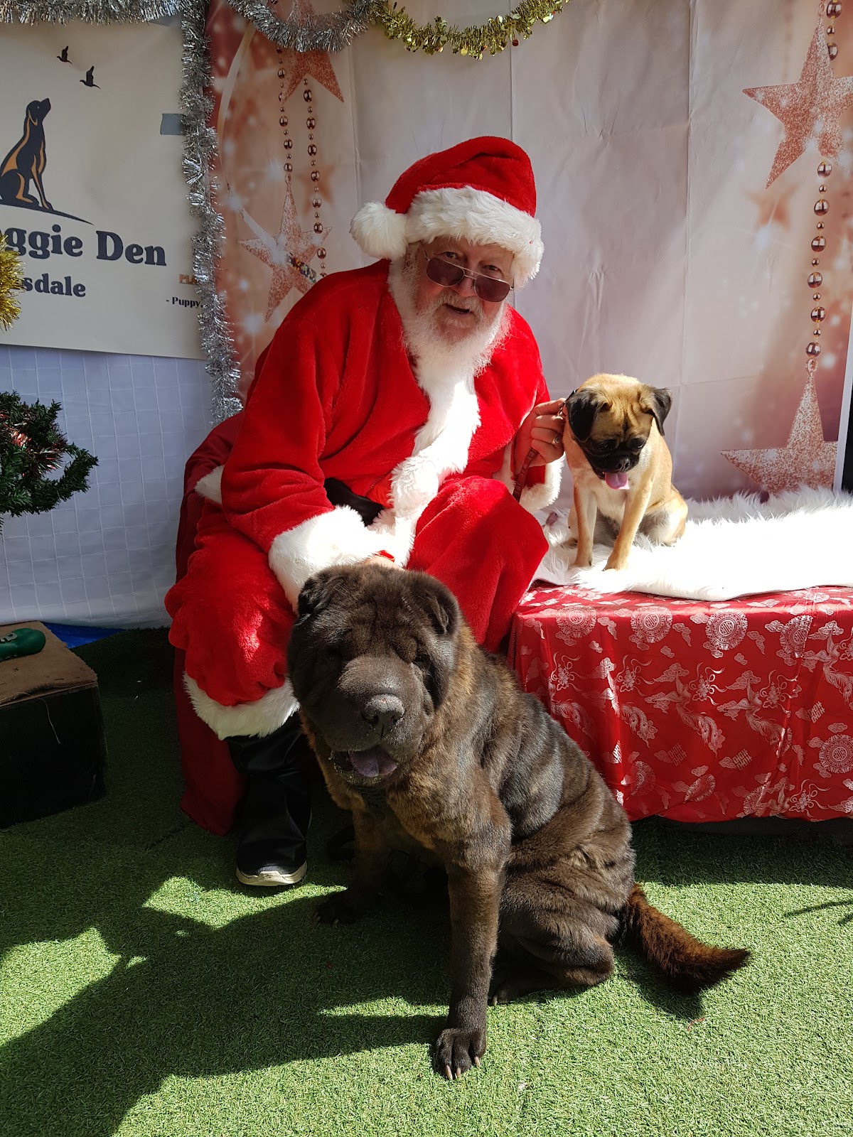 A Shar Pei and a pug with Santa at The Doggie Den’s Christmas photo day